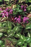 Lamium Maculatum