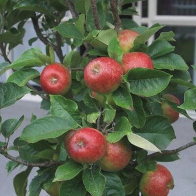 Apple Blush Babe (Delgrana