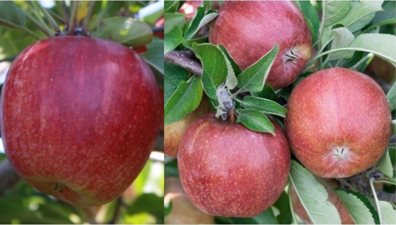 Apple Dual Braeburn/Royal Gala BARE ROOTED