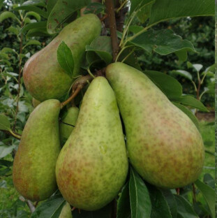 Pear Belle de Jumet