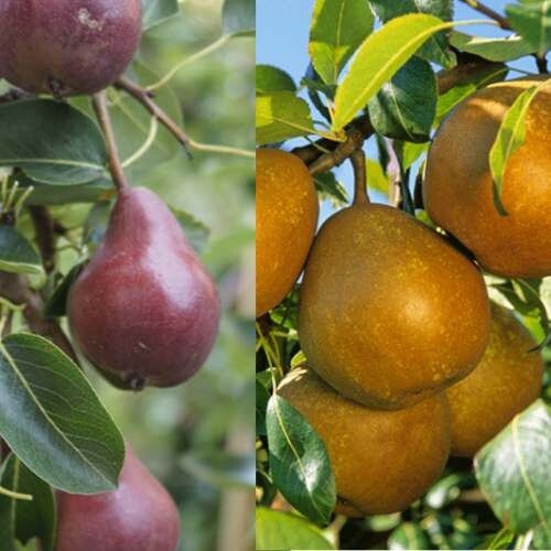 Pear Dual Red Bartlett/ Doyenne du Comice