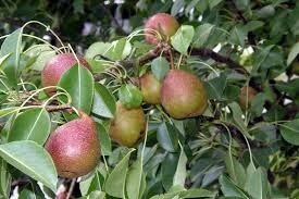 Pear Seckel