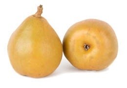 Pear Taylors Gold