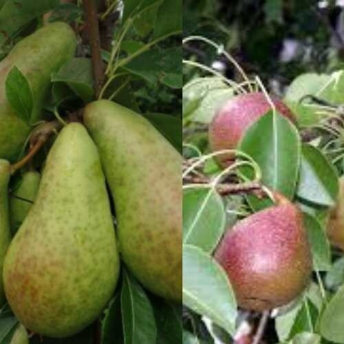 Pear Dual Seckle/Belle de Jumet  - BARE ROOTED