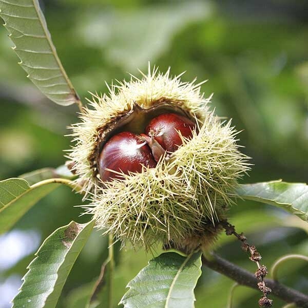 Chestnut No. 1005