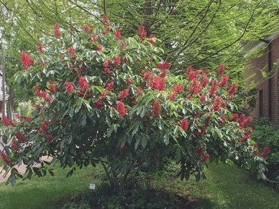 Aesculus pavia (Red buckeye)