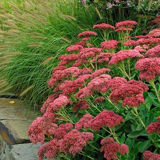 Sedum Stone Crop