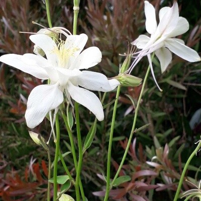 Aquilegia (Granny&#39;s Bonnet) Crystal Star White