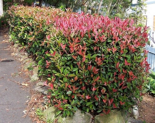 Eugenia ventenatii &quot;Lilly pilly&quot;