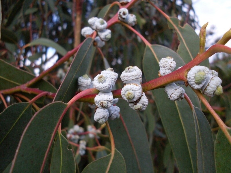 Eucalyptus globulus - Tasmanian Blue Gum