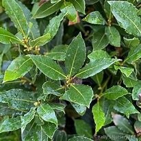 Bay Tree (Laurus Nobilis)