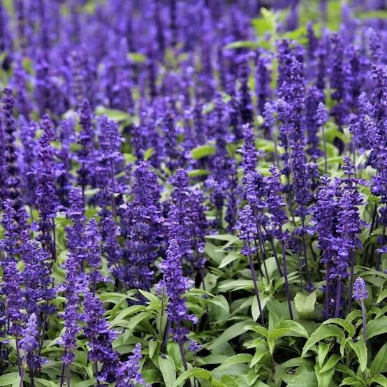 Salvia (sage), Variety: blue bedder