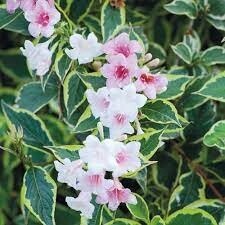 Weigela ,  Florida Variegated