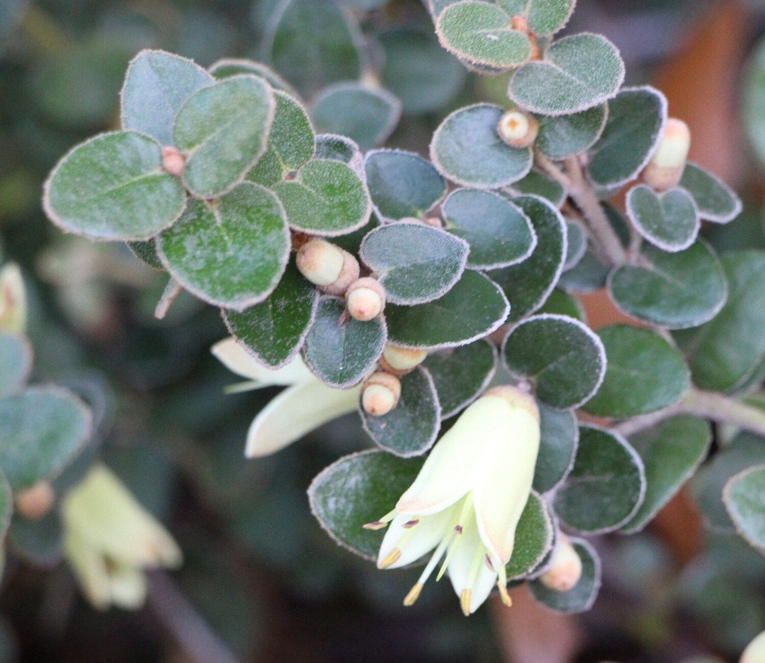 Correa, Variety: Marions Marvel