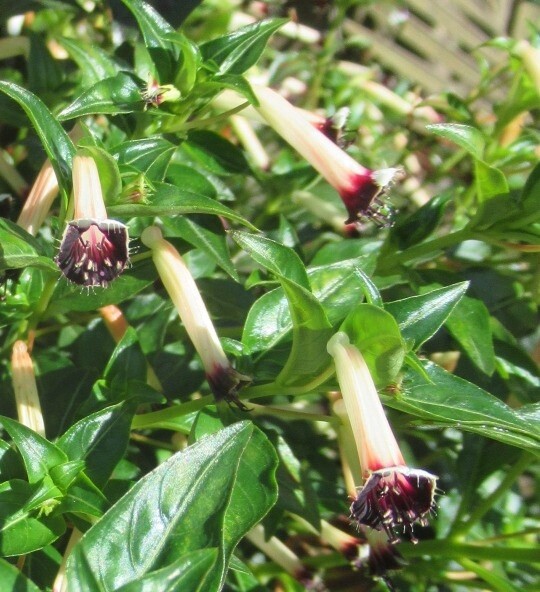 Cuphea, Variety: Alba