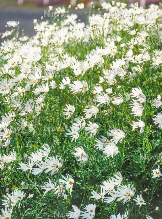 Argyranthemum (daisy), Variety: Big Rex