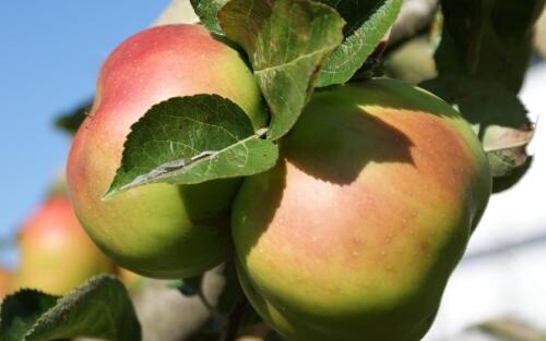 Apple Bramleys Seedling