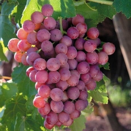 Grape Flame Seedless