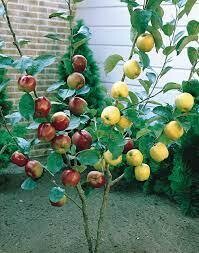 Double Grafted Apples