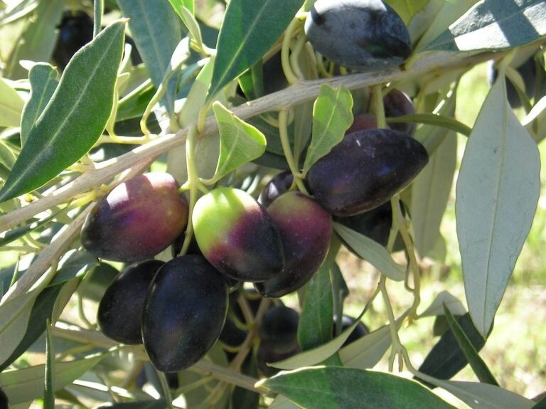 Olive Kalamata (Olea europaea)