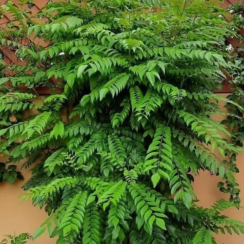 Curry Leaf