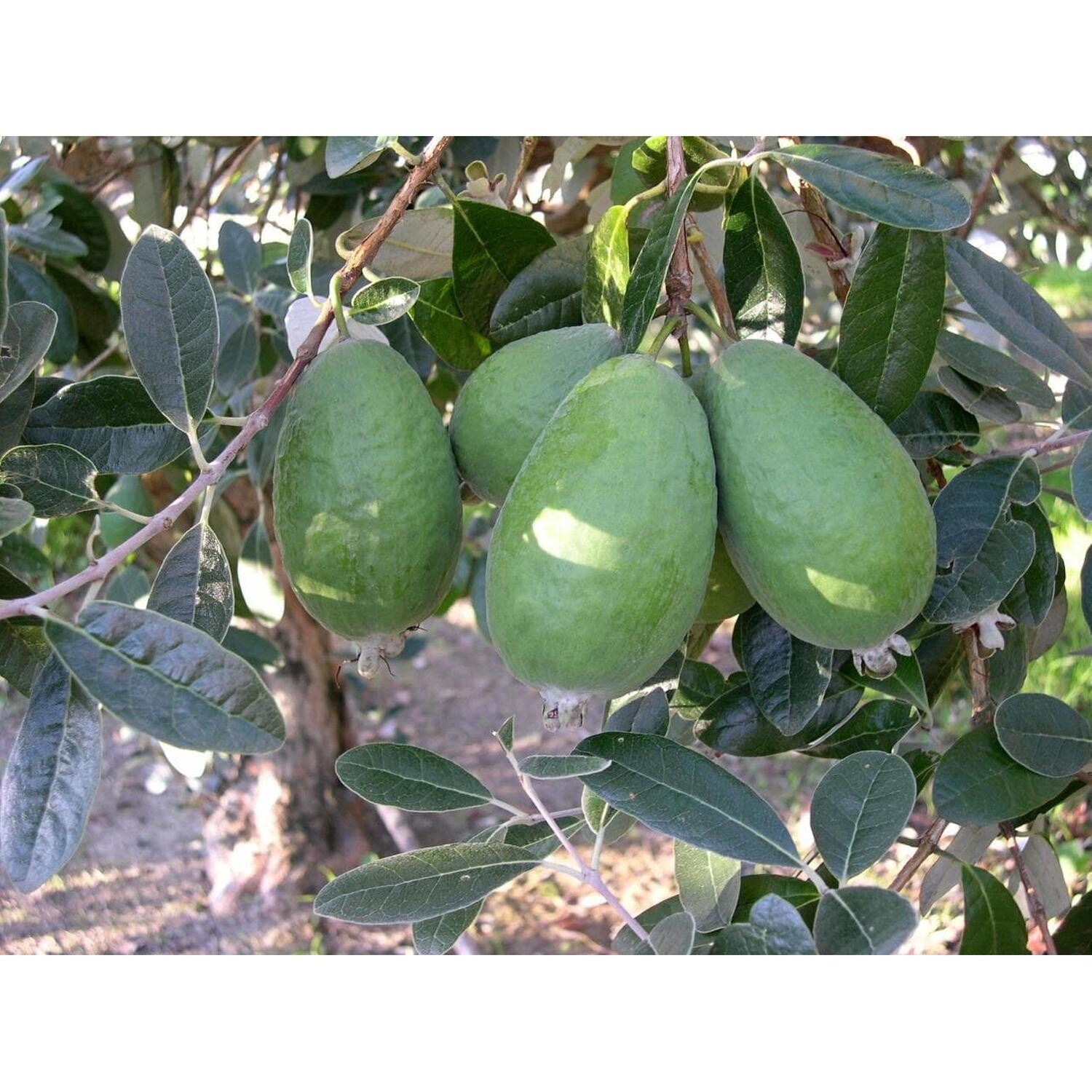 Feijoa Wiki™ Tu