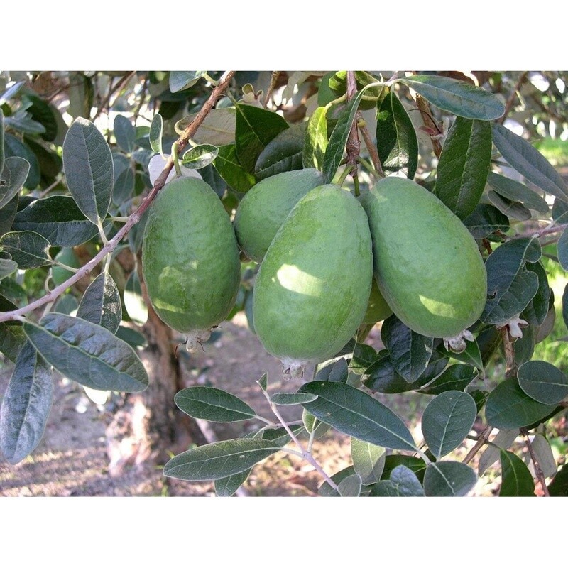 Feijoa Wiki™ Tu