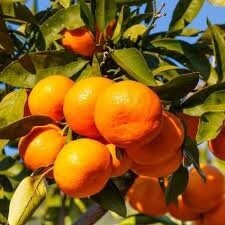 Citrus Mandarin Satsuma