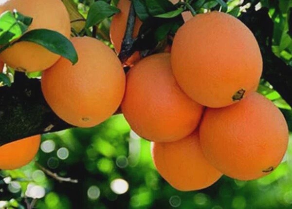 Citrus Orange Navelina