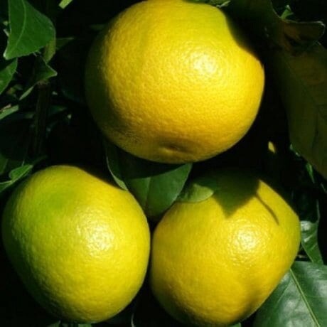 Citrus Grapefruit Golden Special