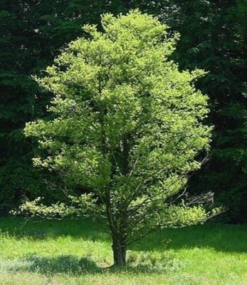 Alder Black (Alnus glutinosa)