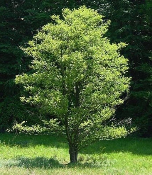 Alder Black (Alnus glutinosa)