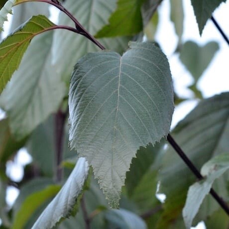 Alder Mexican (Alnus jorullensis)