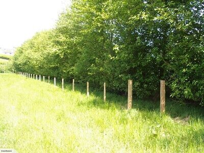 Alder (Alnus)