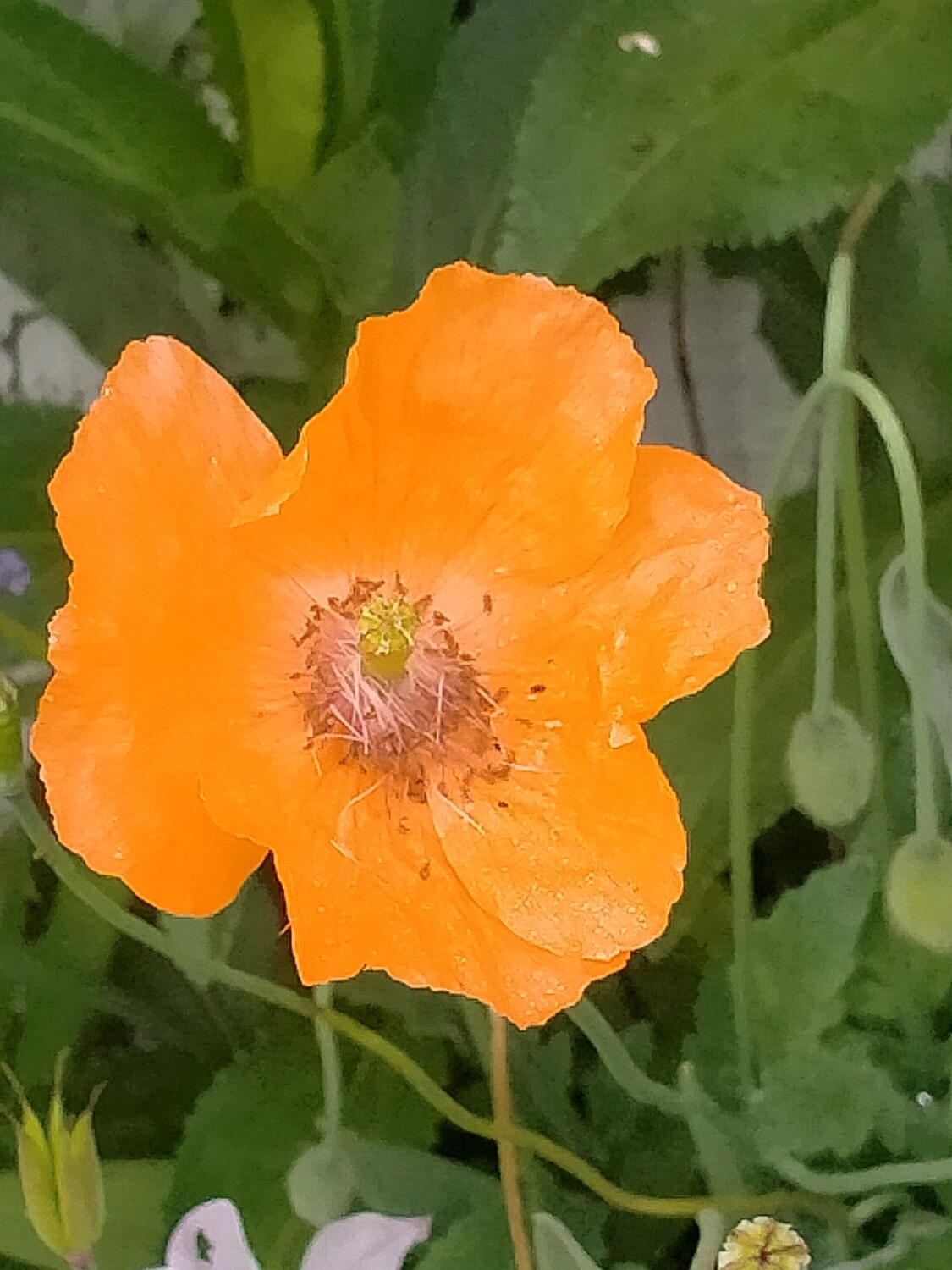 Poppy orange - perennial