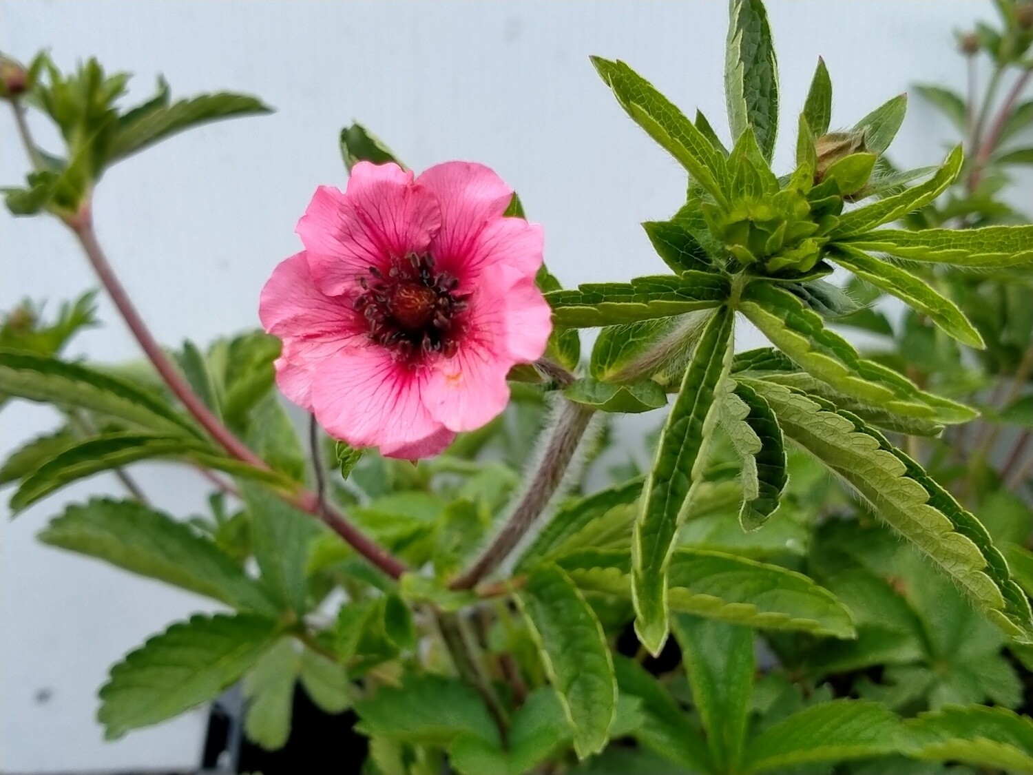 Potentilla Helen Jane