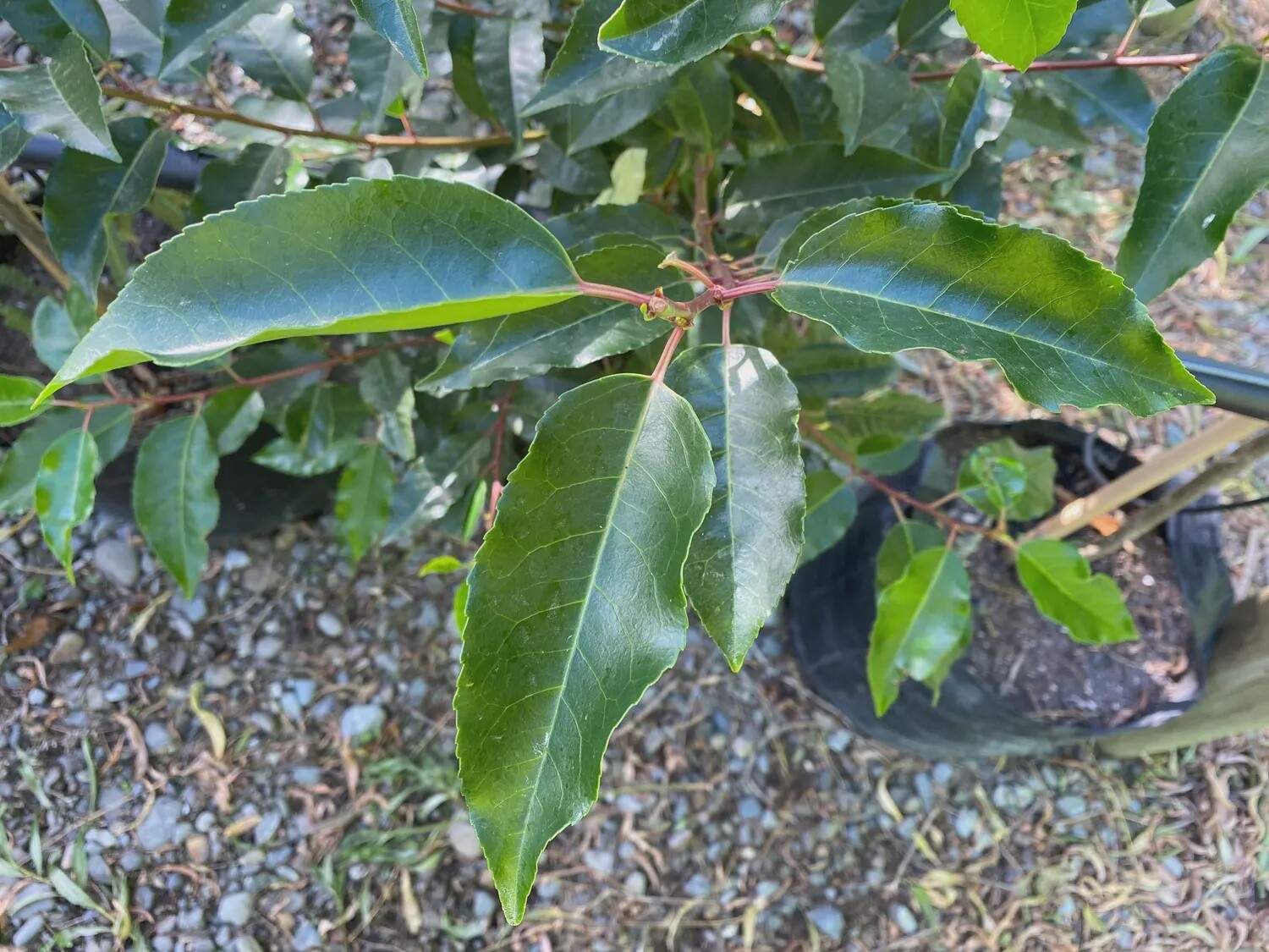 Portuguese Laurel (Prunus lusitanica)