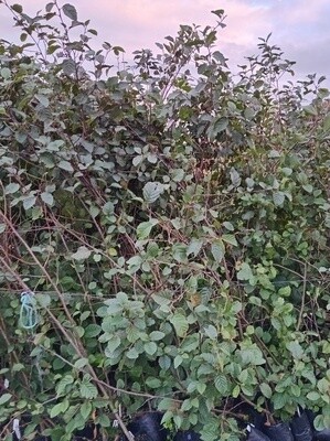 Alder Mexican  hybrid (Alnus jorullensis x acuminata )