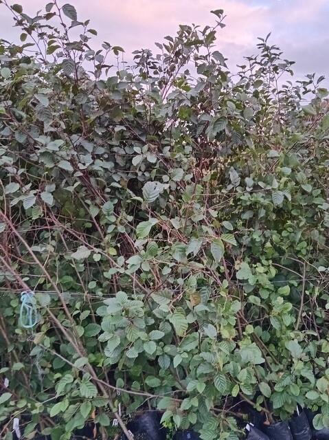 Alder Mexican  hybrid (Alnus jorullensis x acuminata )