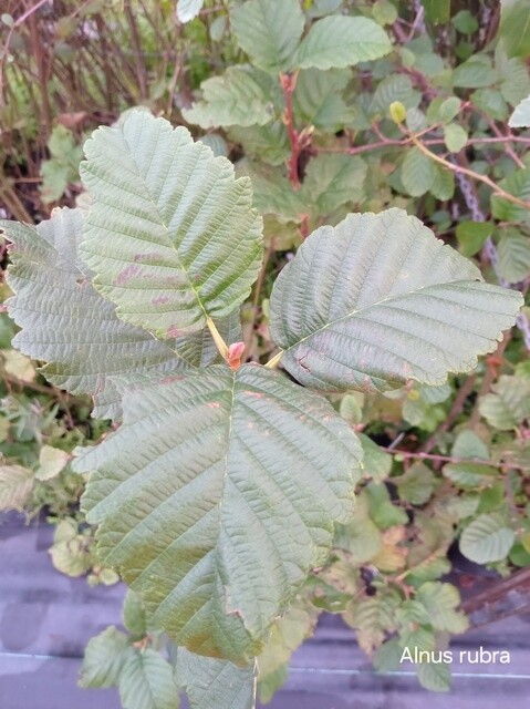 Alder Red (Alnus rubra)