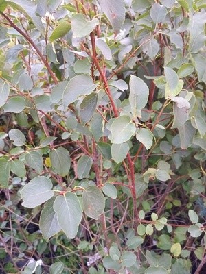 Alder Italian (Alnus cordata)