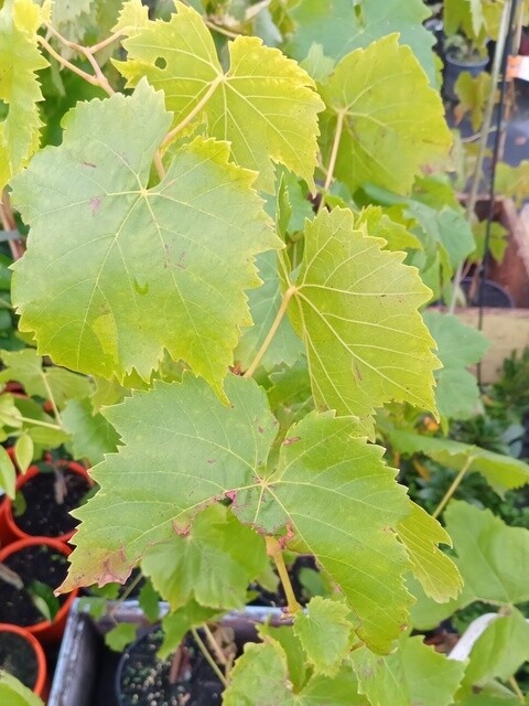 Grape Thompson Seedless