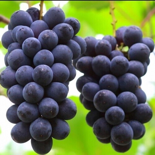 Grape Kyoho 3.5L