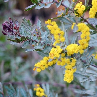 Acacia baileyana Purpurea