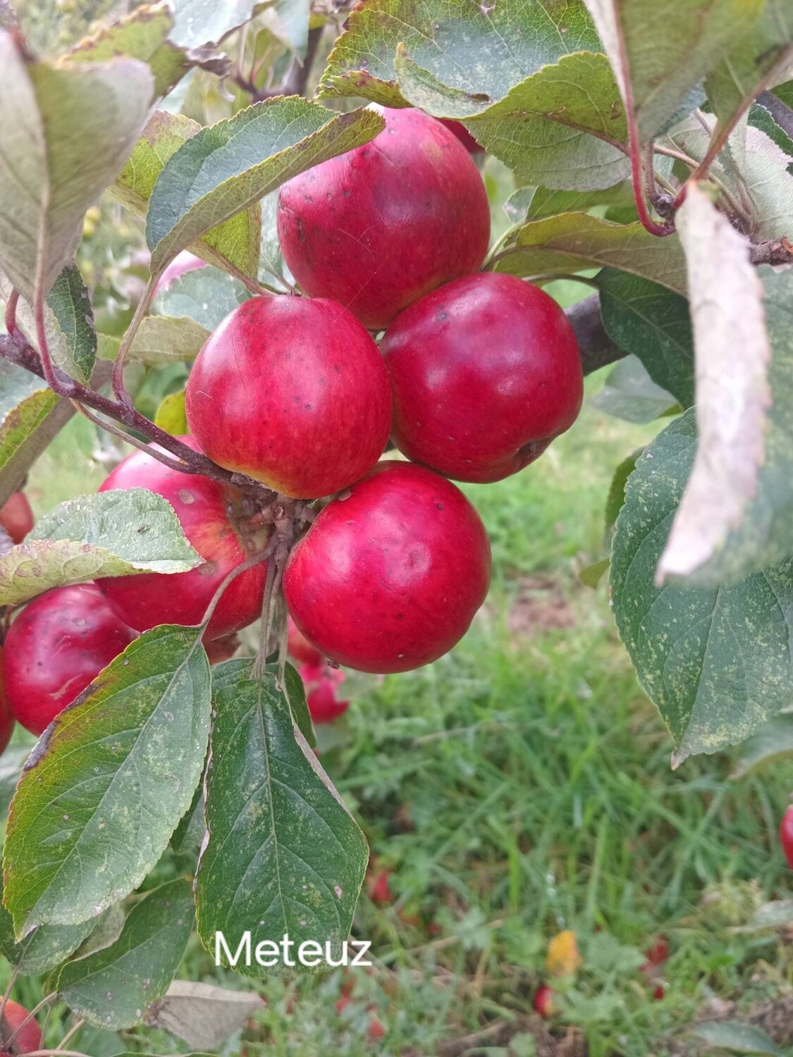 Cider Apple Tree - Meteuz