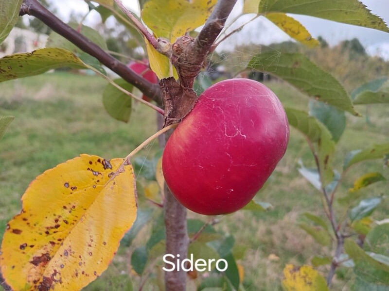 Cider Apple Tree - Sidero