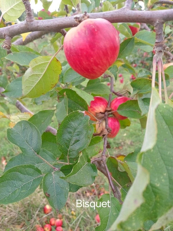 Cider Apple Tree - Bisquet