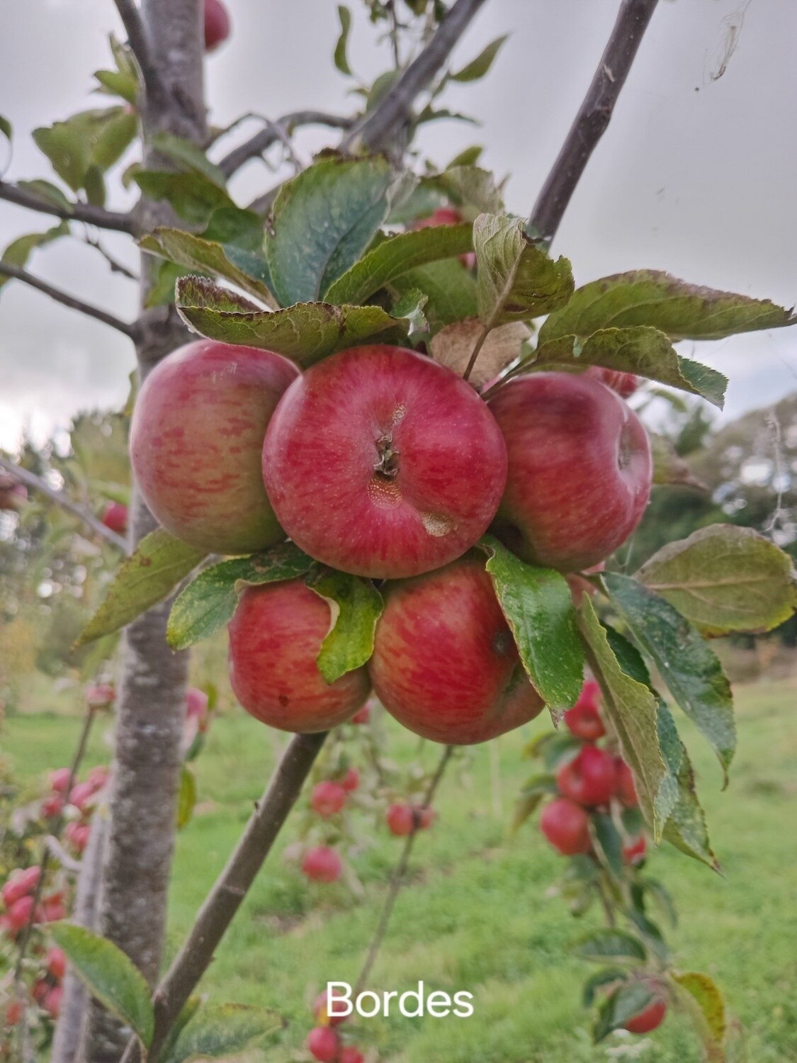 Cider Apple Tree - Bordes