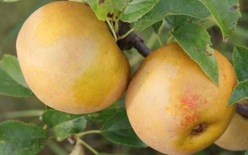 Apple Egremont Russet