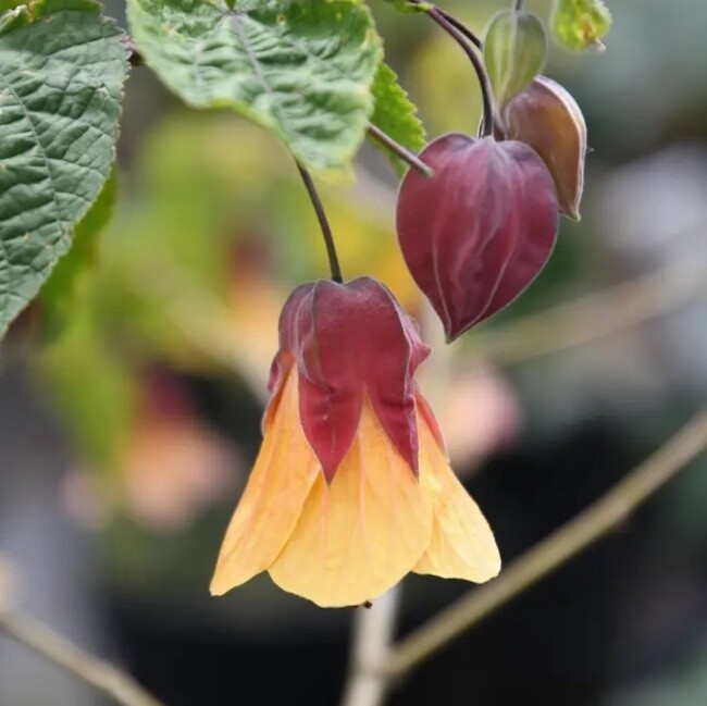 Abutilon (Chinese lantern), Variety: Halo